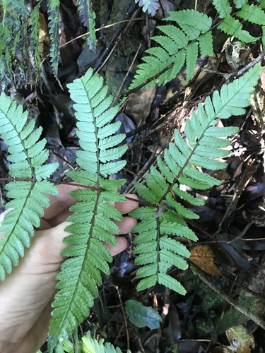 Dryopteris tenuicula, photograph 2
