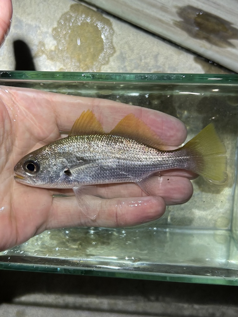 Reef Croaker