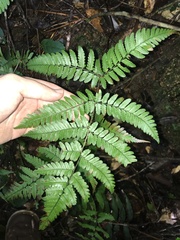 Dryopteris tenuicula, photograph author not stated, no rights reserved