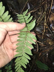 Dryopteris tenuicula