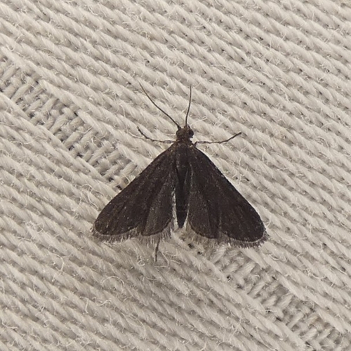 Black Duckweed Moth photo 5