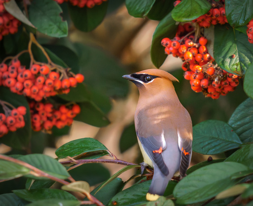 Cedar Waxwing