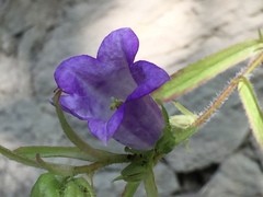 Campanula medium