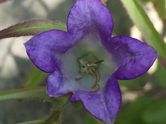 Campanula medium