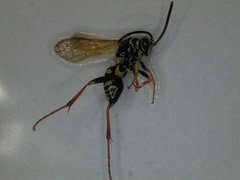 Ceropalinae