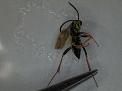 Ceropalinae