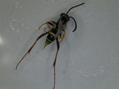 Ceropalinae