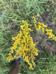 Solidago pinetorum