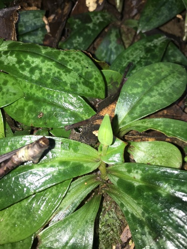 Tricyrtis nana iNat (1)