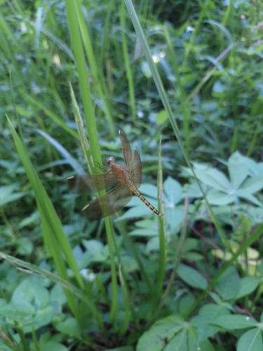 Neurothemis terminata