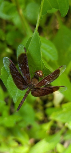 Neurothemis fluctuans