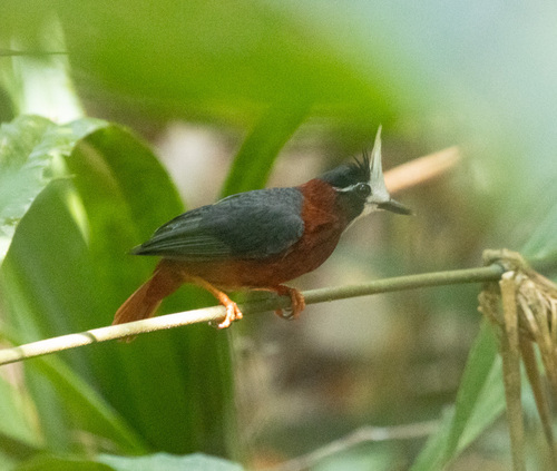 White-plumed Antbird (Pithys albifrons), photo 8