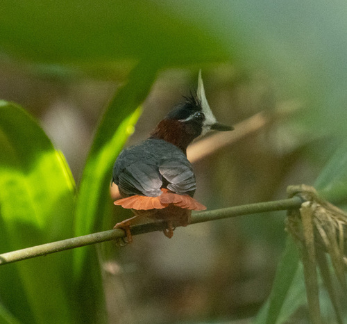 White-plumed Antbird (Pithys albifrons), photo 3