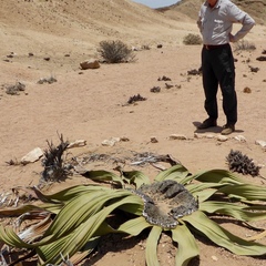 Welwitschia mirabilis image