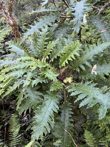 Cyanea horrida observed 2025-02-05