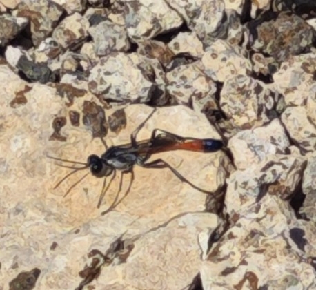 Ammophila terminata
