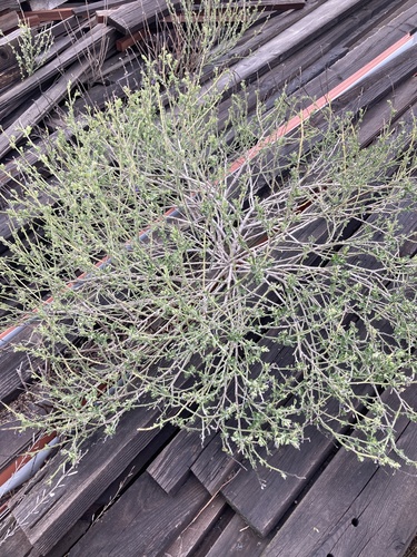 iNaturalist observation photo of bluewitch nightshade