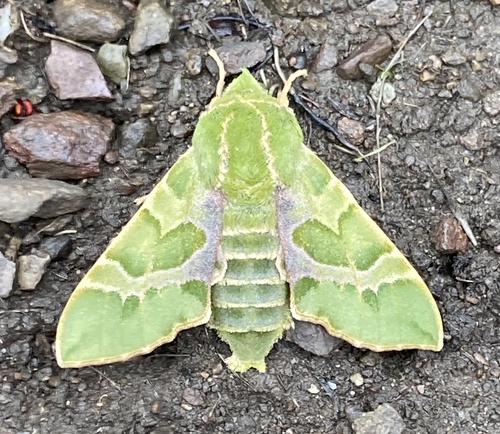 iNaturalist observation photo of Pacific Green Sphinx