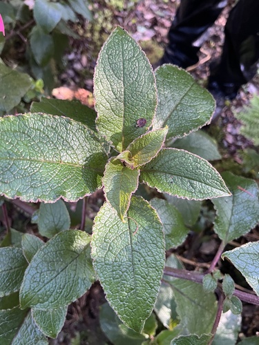 Phytolacca sandwicensis observed 2025-02-05