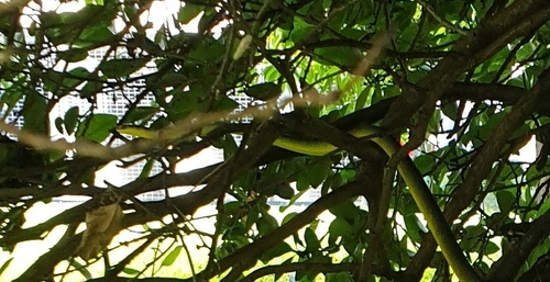 Common Tree Snake sighting