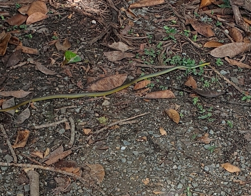 Common Tree Snake sighting