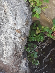 Pseudacris cadaverina