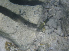 Chrysiptera biocellata