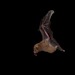 Miller's Long-tongued Bat - Photo (c) Geoffrey Gomes, some rights reserved (CC BY-NC), uploaded by Geoffrey Gomes