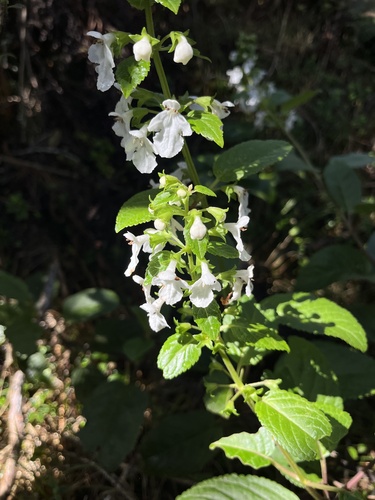 Phyllostegia ambigua observed 2025-02-05