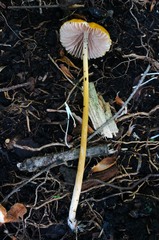 Entoloma luteum