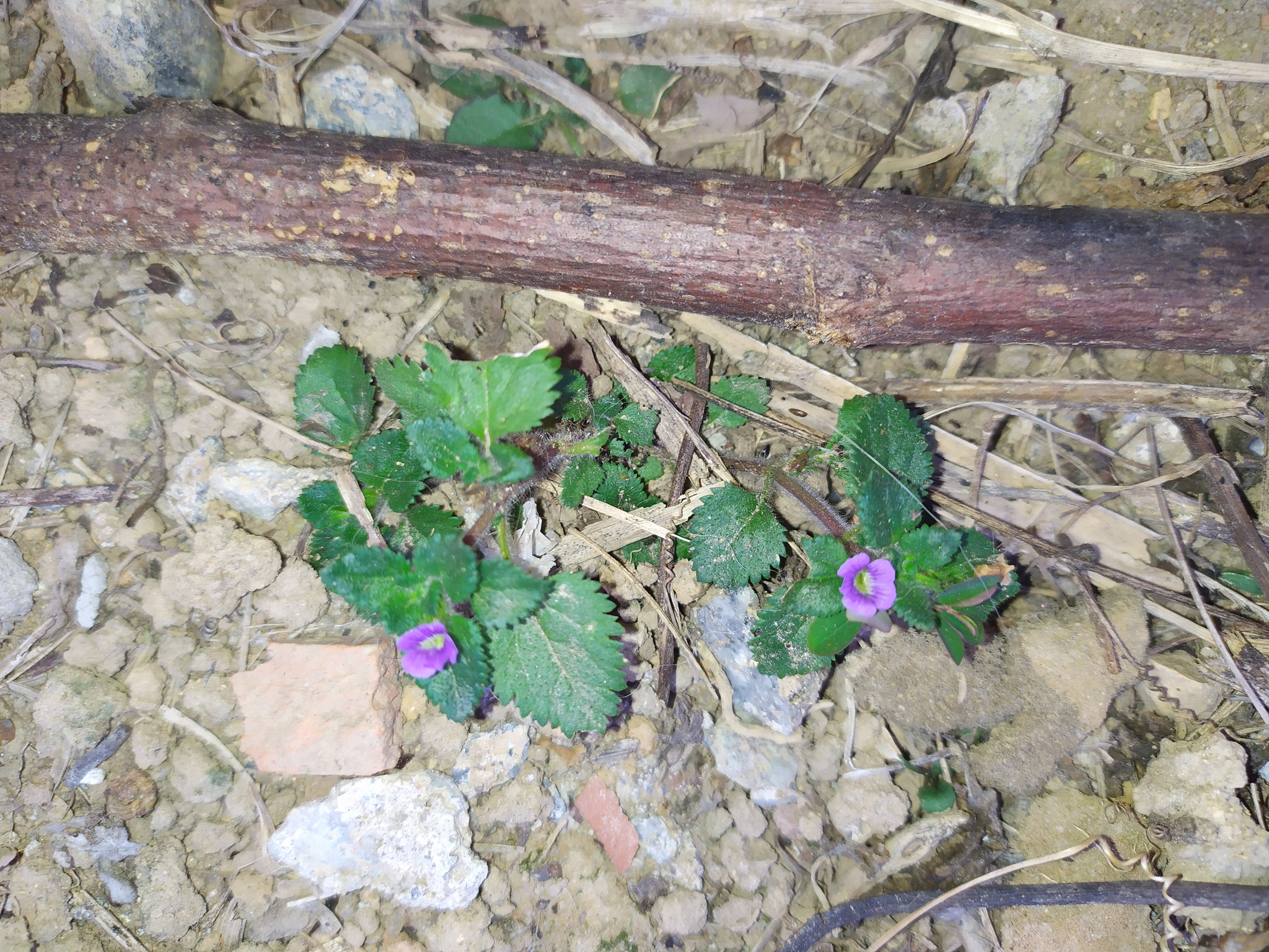 Stemodia verticillata