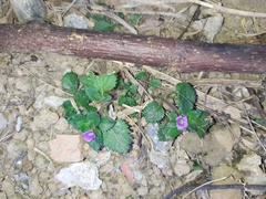 Stemodia verticillata