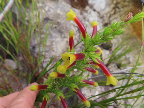 Image of Pink Muslim Heath (Erica macowanii) by (c) linkie, some rights reserved (CC BY)