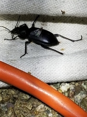 Calosoma peregrinator