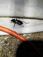 Calosoma peregrinator
