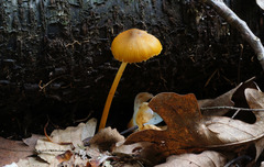Entoloma luteum