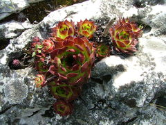 Sempervivum