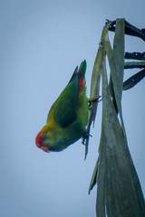 Loriculus beryllinus