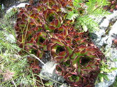 Sempervivum