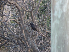 Knipolegus aterrimus