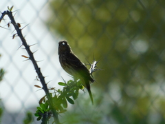 Haemorhous mexicanus