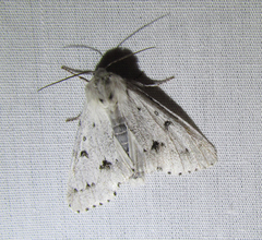 Acronicta vulpina