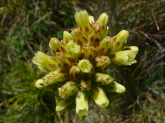 Sempervivum heuffelii
