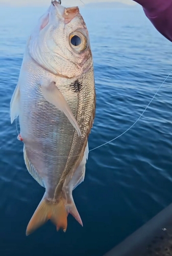 Blackspot seabream (Pagellus bogaraveo) — Sparidae
