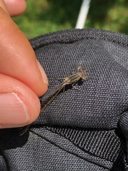 Lestes unguiculatus