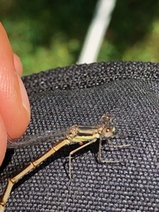 Lestes unguiculatus
