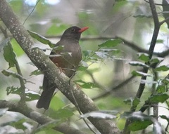 Usambara Thrush photo 5