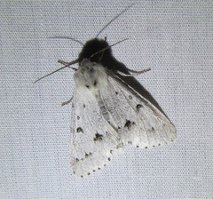 Acronicta vulpina