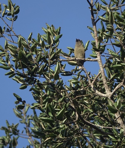 iNaturalist image