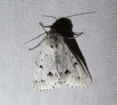 Acronicta vulpina